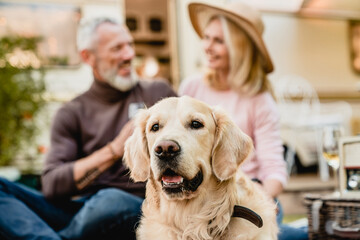 Focused shot of golden retriever dog with mature happy caucasian couple travelers spouses husband and wife blurred in the background