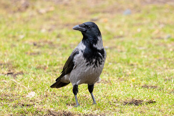 Close-up of a very beautiful crow on a green meadow. The crow looks into the camera