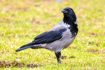 Close-up of a very beautiful crow on a green meadow. The crow looks into the camera