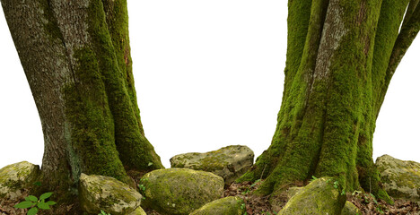 Tree PNG. Mossy trees, mossy stones, copy space composed by tree frame. Forest landscape