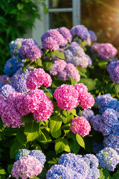 Blooming hydrangea bush, summertime floral background
