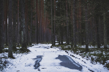 Frozen puddles on snow covered road in coniferous forest after snowfall. Winter landscape with rural off-road