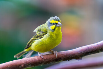 Yellow-fronted Canary, cute bird close up
