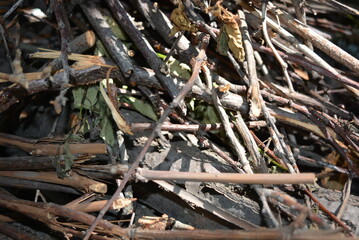 Wooden sticks, unprotected beams from a tree on the ground.