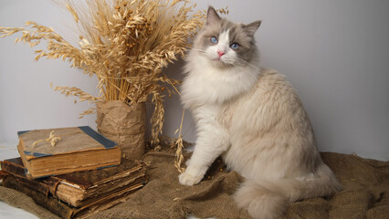 A cat with blue eyes, old books, ears of wheat.