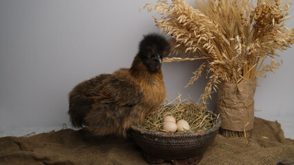 A hen sits in a nest with eggs against the background of a bouquet of cereals.