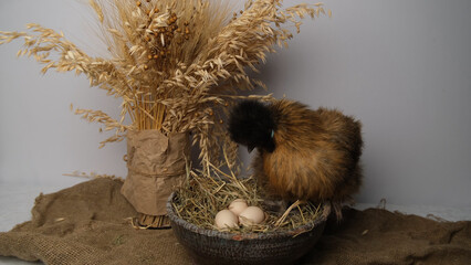A hen sits in a nest with eggs against the background of a bouquet of cereals.