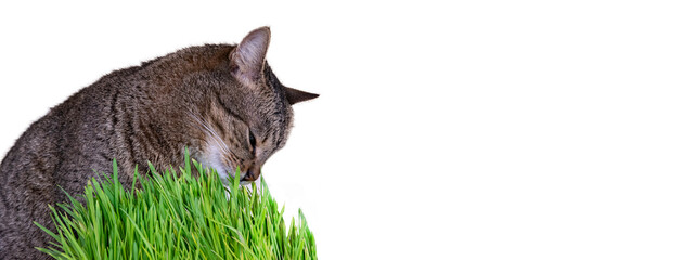 Cat is eating fresh green grass. Cat grass, pet grass. European shorthair cat near wheat, oat and...