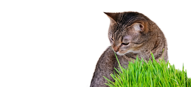 Horizontal banner with pet and green oat micro greens on white background with space for text. Cat grass, pet grass. European shorthair cat near wheat, oat and barley sprouts. Copy space.