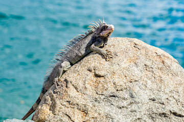 iguana on the rock, Caribbean