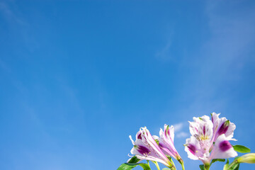 Blue summer sky and purple flowers, with place for text. Stylish minimalistic design for...