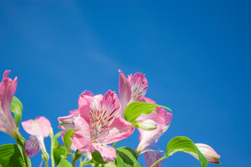 Fototapeta premium Alstroemeria flowers, against a blue sky, copy space on the right for your text. A delicate festive composition. Background for a greeting card.