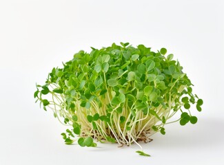 Fresh, vibrant green clover microgreens isolated on a stark white background.