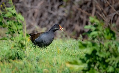 Common Gallinule foraging in grass