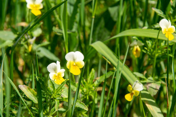 Delicate white-yellow viola flower in the forest on a blurred green background, bokeh. Viola arvensis. Medicinal plant for herbal medicine