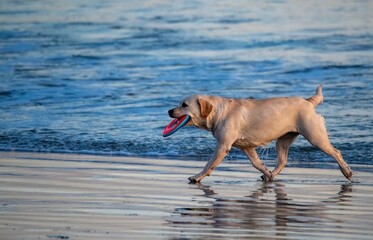 dog running on the beach with a frisbee in its mouth in front of waves