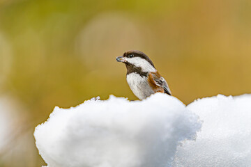 Chestnut-backed chickadee in snow
