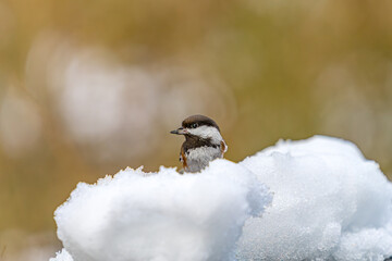 Chestnut-backed chickadee in snow
