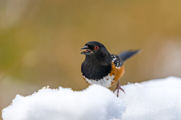 Spotted towhee in snow stock