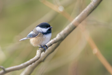 Small and fluffy black-capped Chickadee