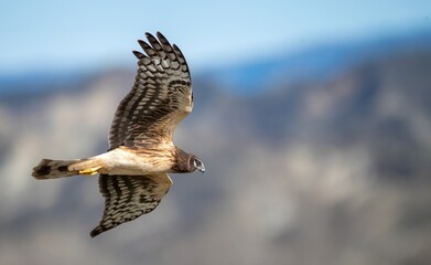 Northern harrier marsh hawk in up close flights in great light showing owl-like face and beautiful feathers