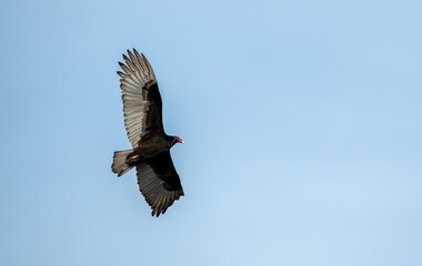 Turkey vulture in flight in a clear blue sky background