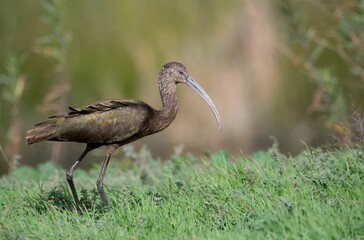 White faced Ibis walking on fresh green grass up close showing off amazing feathers and colors