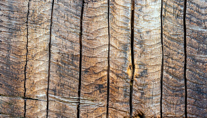 Fototapeta premium texture of old wood