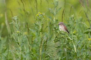 Kleiner brauner Vogel auf Blume