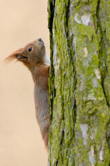 Süßes Eichhörnchen an Baum - obrazy, fototapety, plakaty