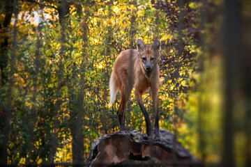 An autumnal photo of maned wolf behind a fence. Also known as Chrysocyon brachyurus.