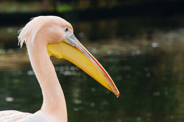 Gentle pink pelican sits by the water. Close up