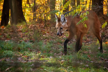 An autumnal photo of maned wolf behind a fence. Also known as Chrysocyon brachyurus.