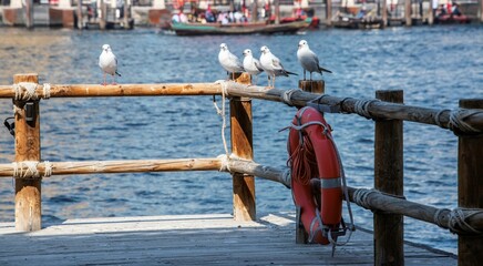 group of seagulls sitting on a wooden railing at the Dubai creek