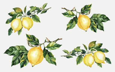 Obraz premium set of watercolor yellow lemons on branches with leaves illustration