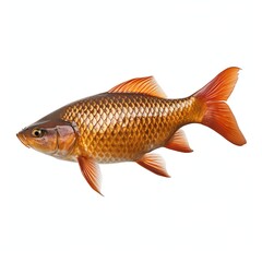 Fototapeta premium a carp, studio light , isolated on white background