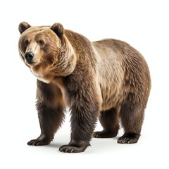 a bear, studio light , isolated on white background