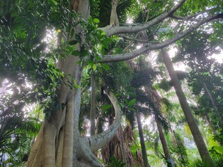 Abstract forest with oak trees in a row photo picture background template