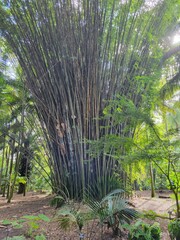  Bamboo Forest growing in a gardern of Orlando Florida Photo picture image background