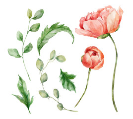 Watercolor abstract flower set of peonies, leaves and buds. Hand painted floral elements of wildflowers isolated on white background. Holiday Illustration for design, print, fabric or background.