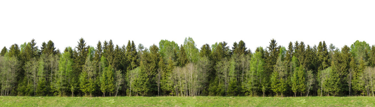 Fototapeta Summer green forest on the horizon with grass is isolated. The edge of a forest with deciduous and coniferous trees, natural background.  Wide size