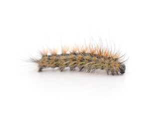 One hairy brown caterpillar.