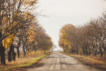 Obraz premium empty drive way in the countryside with trees in surrounding. perspective in autumn. gravel surface of valley of trees on both sides of the road - vintage style. Rural road through the mighty trees.