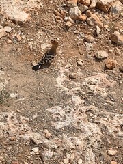 pajaro carpintero