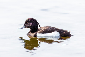 A male tufted duck swims in the water on a summer day. A male tufted duck is black except for white flanks, a blue-grey bill with gold-yellow eyes, and a thin crest on the back of its head.
