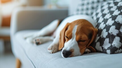 beagle puppy, sleep relaxed on the sofa