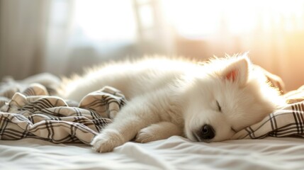 samoyed puppy, sleep relaxed on soft plaid - obrazy, fototapety, plakaty