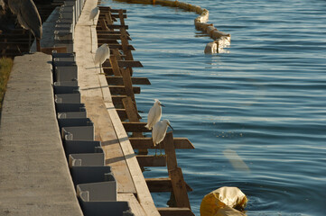 CloseHorizontal view from Gulfport , Florida Marina looking west with a heron in front of  s curve of concrete seawall being repaired towards Boca Ciega Bay in afternoon sun. Yellow boom to the right. - obrazy, fototapety, plakaty