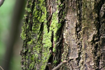 Green Nature 