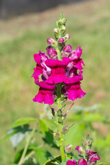 Close up of a pink s napdragon (antirrhinum) flower in bloom